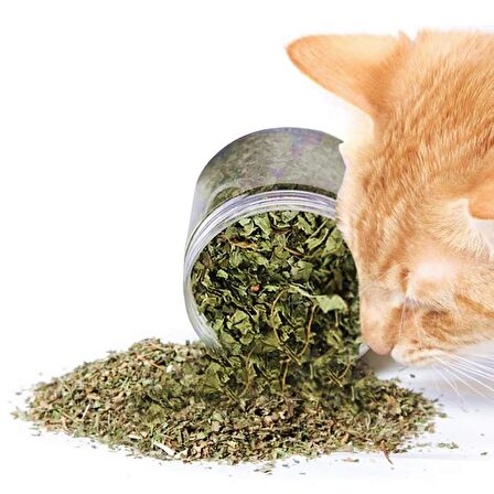 Catnip Doğal Kedi Otu - Kedi Nanesi Şişe İçinde