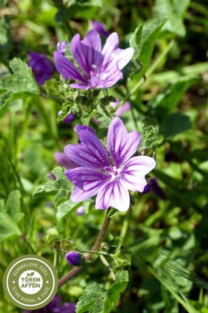 Yörem Afyon Aydın Yöresinden Kurutucu Ebegümeci Çiçek, Irbik, Kazankarası {malva Sylvestris} | 60gr.