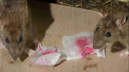 Girist Brofar Koku Yaptırmayan Etkili Fare Pastası Zehiri 10 x 10 gr