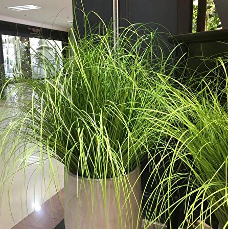 Yapay Çiçek Saz 60 cm Plants Grass Dekoratif Çiçek 