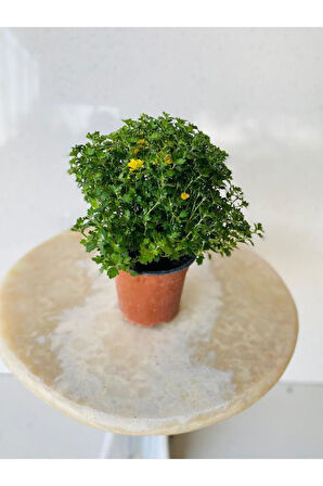 Kasımpatı Çiçeği Sarı Fidanı 15-25 cm
