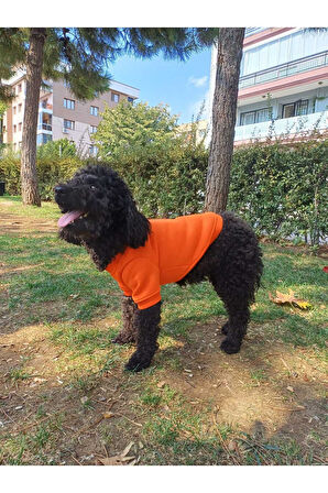 Kedi Ve Köpek Kıyafeti - Baskısız Turuncu Tasma Delikli Kapüşonsuz Sweatshirt