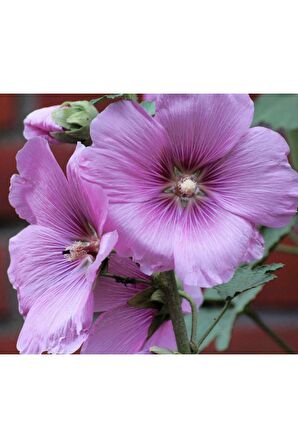 Gül Hatmi Çiçeği Tohumu