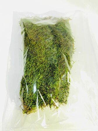 Doğal Yosun Çim Kaya Yosunu Gerçek Bitki Solmaz Bozulmaz Teraryum