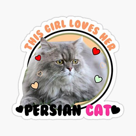 Cins Kedi İran Kedisi Araba Oto Sticker Etiket Renkli V1