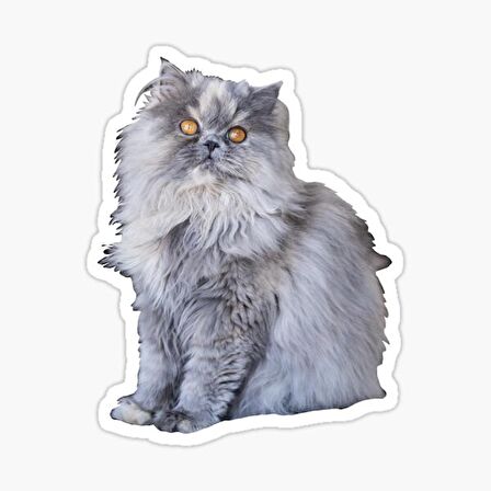 Cins Kedi İran Kedisi Araba Oto Sticker Etiket Renkli V4