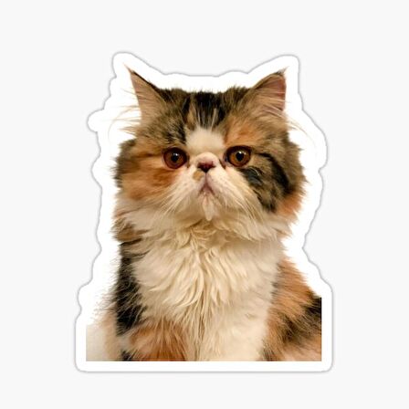 Cins Kedi İran Kedisi Araba Oto Sticker Etiket Renkli V5