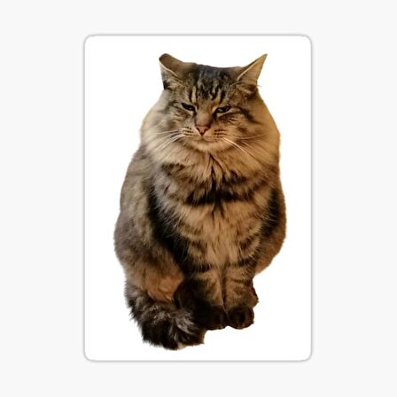 Cins Kedi İran Kedisi Araba Oto Sticker Etiket Renkli V9