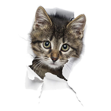 Kırık Cam Efekti Kedi Araba Oto Sticker Etiket z6