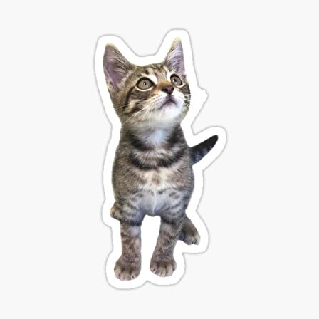 Oto UFak Bebek Kedi Araba Sticker Etiket Renkli V4