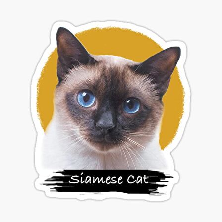 Siamese Kedi Araba Oto Sticker Etiket Renkli V9