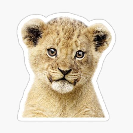 UFak Bebek Aslan Araba Oto Sticker Etiket Renkli Z5
