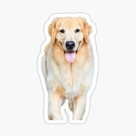 Golden Retriever Köpek Sticker Araba Oto Yapıştırması 17CM B1