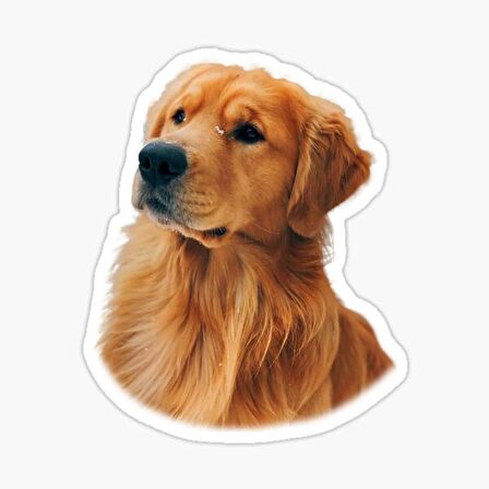 Golden Retriever Köpek Sticker Araba Oto Yapıştırması 17CM B2