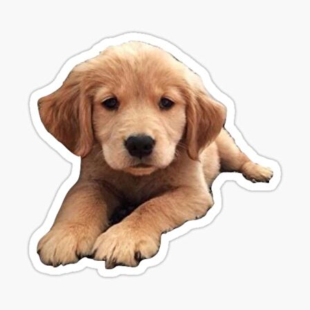 Golden Yavrusu Köpek Sticker Araba Oto Yapıştırması 17CM m1