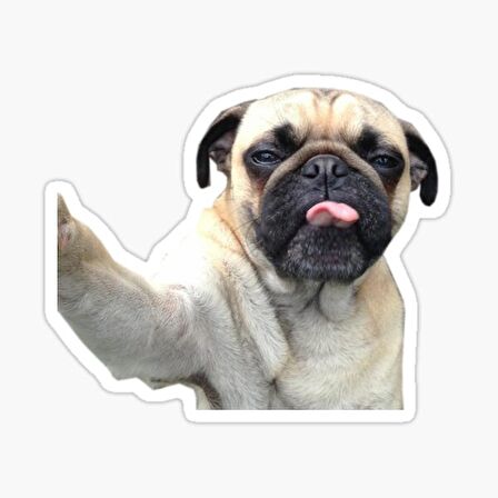 Pug Irkı Cinsi Köpek Sticker Araba Oto Yapıştırması 17CM A1