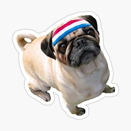 Pug Irkı Cinsi Köpek Sticker Araba Oto Yapıştırması 17CM A4
