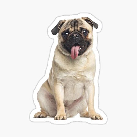 Pug Irkı Cinsi Köpek Sticker Araba Oto Yapıştırması 17CM B5