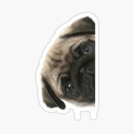Pug Irkı Cinsi Köpek Sticker Araba Oto Yapıştırması 17CM N8