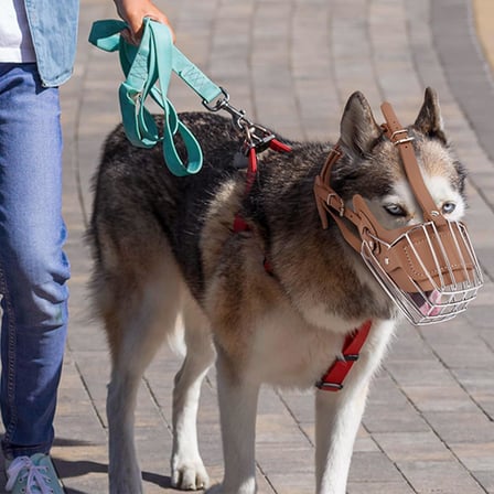 Karamel Pet Metal Deri Köpek Ağızlığı M 33 cm