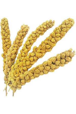 Kuşlar İçin Ak Dal Darı 500 GR