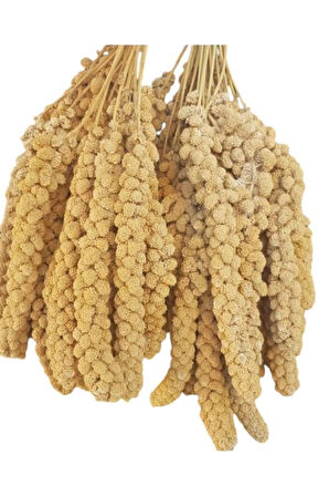 Kuşlar İçin Ak Dal Darı 1000 GR