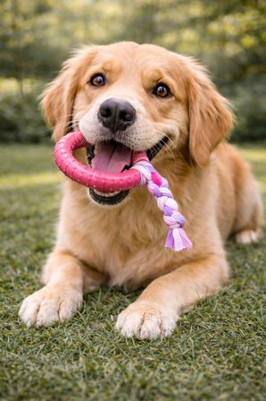 Köpek Diş Kaşıyıcı Dayanıklı Çiğneme ve Isırma Oyuncağı Halatlı Kauçuk