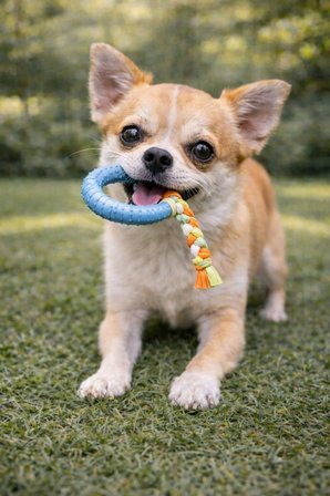 Köpek Diş Kaşıyıcı Dayanıklı Çiğneme ve Isırma Oyuncağı Halatlı Kauçuk