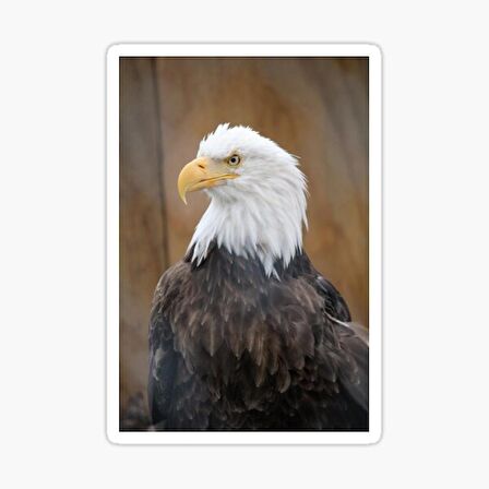 Araba için Kartal Oto Sticker Yapıştırması Etiket  17CM a5