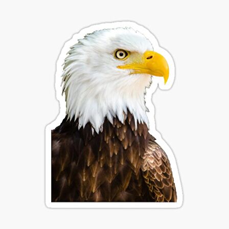 Araba için Kartal Oto Sticker Yapıştırması Etiket  17CM d2