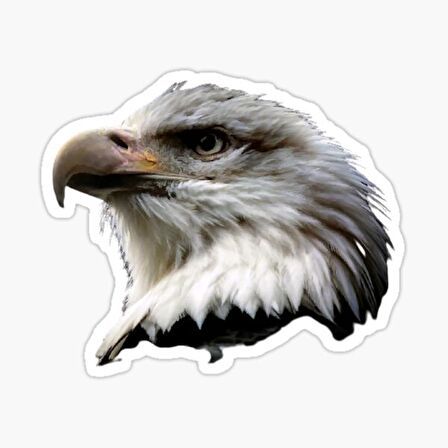 Araba için Kartal Oto Sticker Yapıştırması Etiket  17CM q7