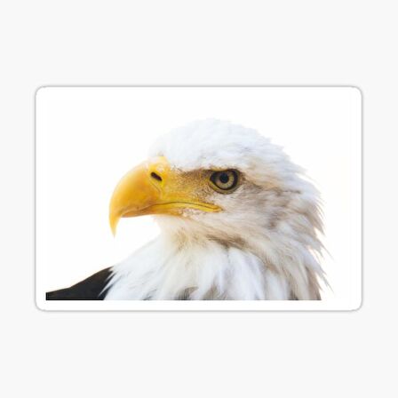 Araba için Kartal Oto Sticker Yapıştırması Etiket  17CM r1