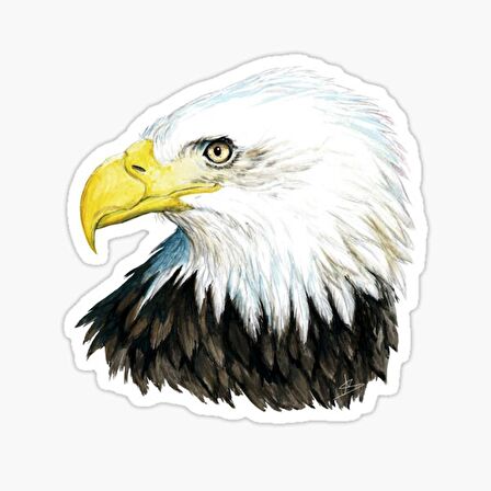 Araba için Kartal Oto Sticker Yapıştırması Etiket  17CM z5