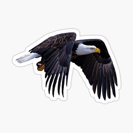 Araba için Kartal Oto Sticker Yapıştırması Etiket  17CM zz3