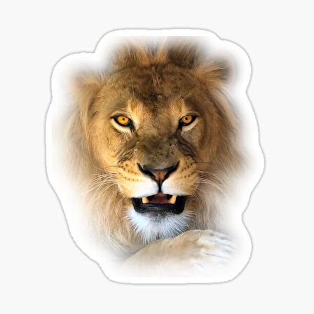 Aslan Ailesi Araba Oto Sticker Yapıştırma Etiket 17CM q4