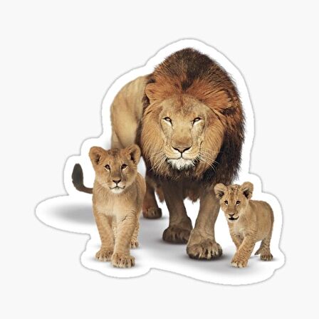 Aslan Ailesi Araba Oto Sticker Yapıştırma Etiket 17CM q9