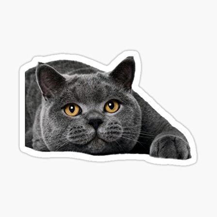 British Shorthair Kedi Araba Oto Sticker Yapıştırma Etiket 17CM q1