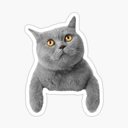 British Shorthair Kedi Araba Oto Sticker Yapıştırma Etiket 17CM q3
