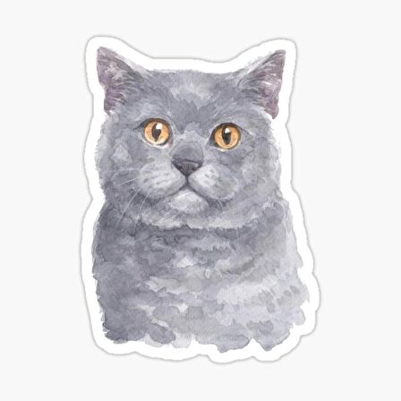 British Shorthair Kedi Araba Oto Sticker Yapıştırma Etiket 17CM z3