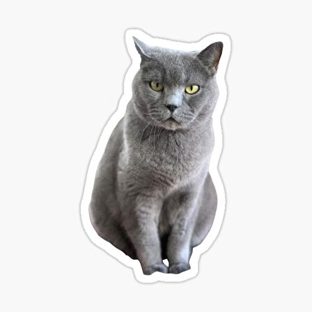 British Shorthair Kedi Araba Oto Sticker Yapıştırma Etiket 17CM z4