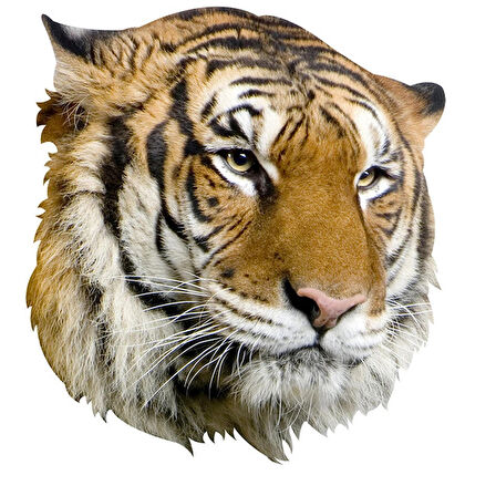 Kaplan Aile Araba Oto Sticker Yapıştırma Etiket 17CM h1