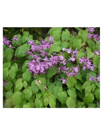 1001Naturel Epimedyum Ekstraktı 50 Gram Toz Epimediyum Exract %5 İcaarin Epimedium Leaf Powder