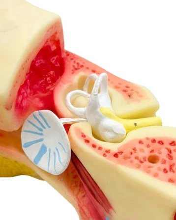 Temel 3 Boyutlu Anatomik Kulak Modeli, Çıkarılabilir Parçalı Stantlı Kulak Kesit Maketi