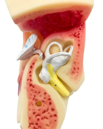 Temel 3 Boyutlu Anatomik Kulak Modeli, Çıkarılabilir Parçalı Stantlı Kulak Kesit Maketi