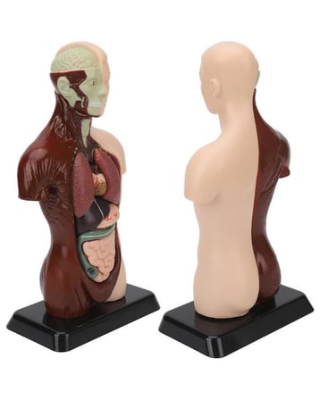 Temel 8 Parçalı İnsan Anatomisi Torso Modeli 24.5 cm