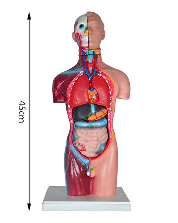 Temel Büyük İnsan Vücudu Modeli 45 Cm