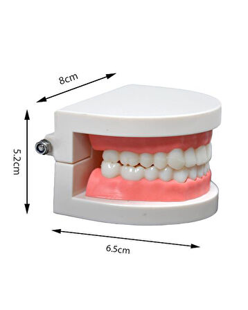 Temel Diş Modeli 8 cm