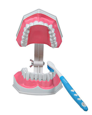 Temel Diş Modeli Fırçalı 12 cm