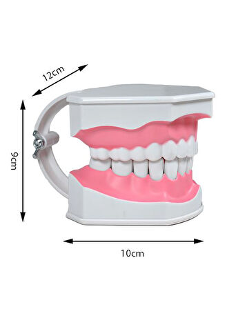 Temel Diş Modeli Fırçalı 12 cm