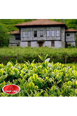 Kıvrımlı Yaprak Yeşil Çay 100 Gr